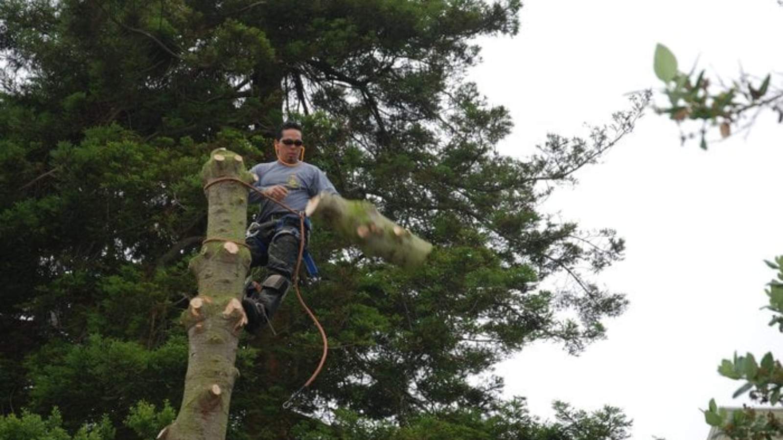Tree Care services in San Francisco Bay Area