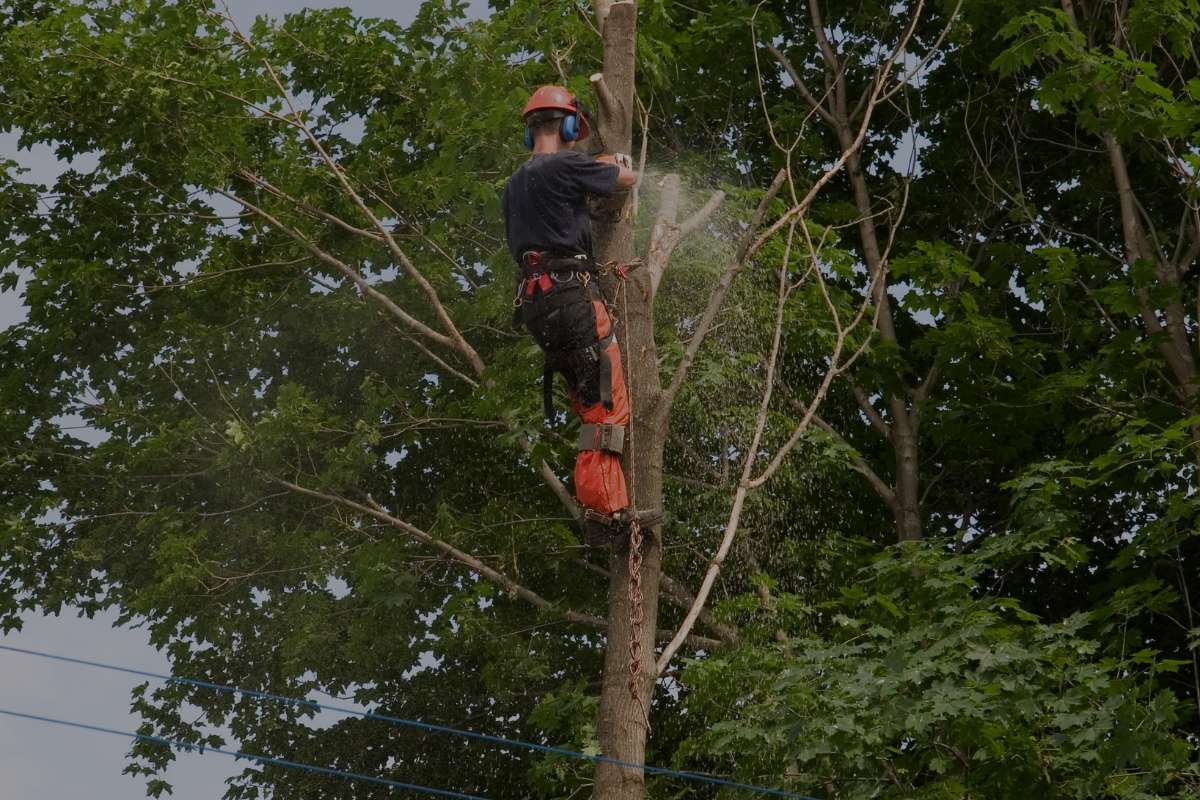 Tree Prunning Service