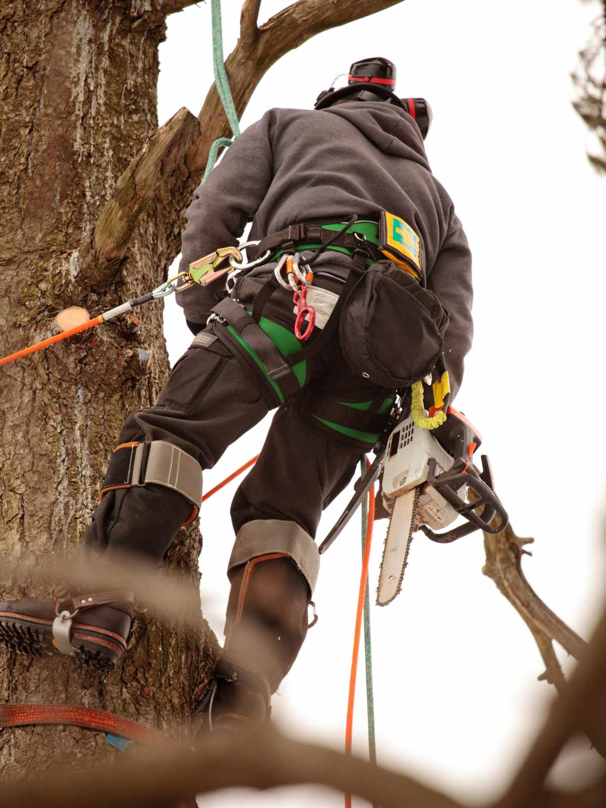 Professional arborist near me in San Francisco