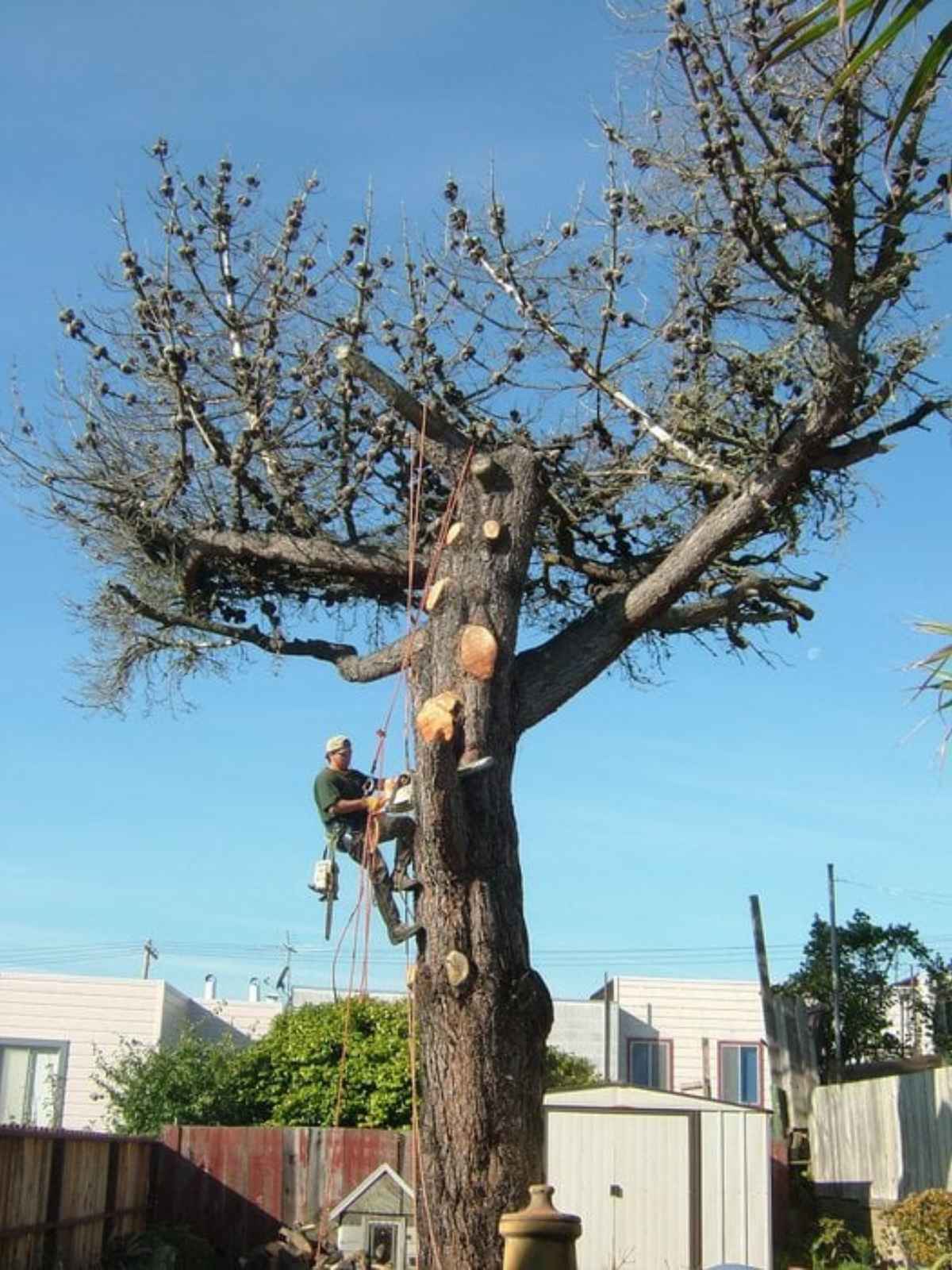 Emergency tree removal San Francisco