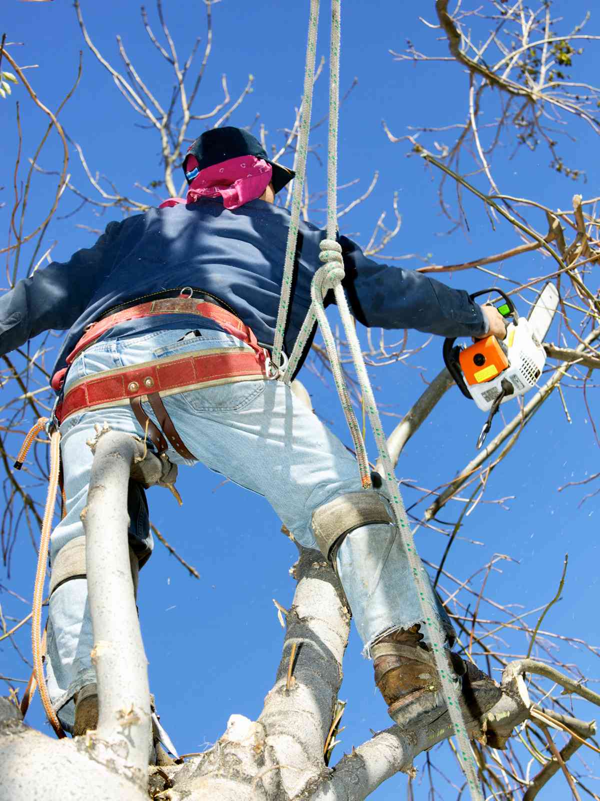 San Francisco Tree Trimming service