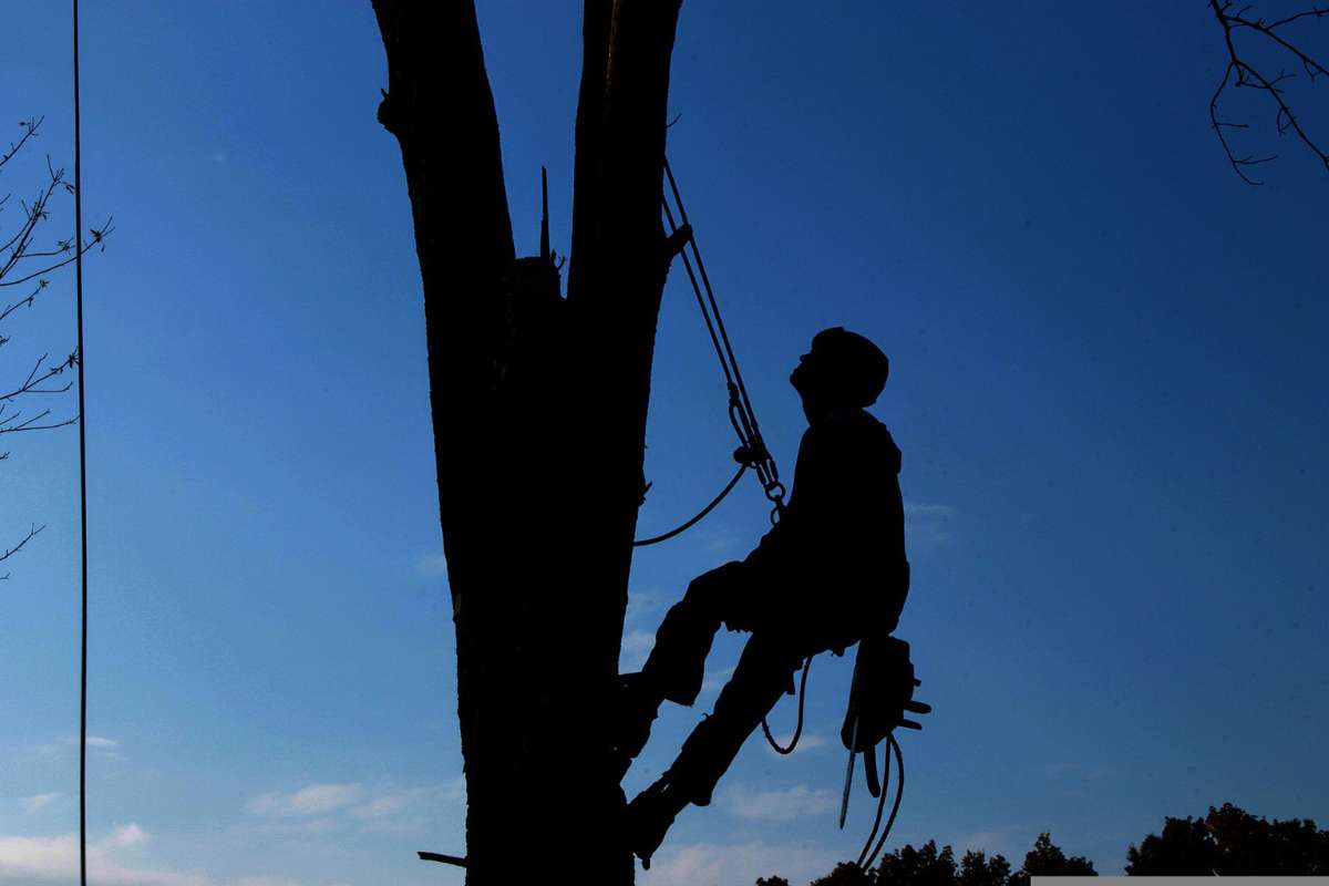 San Francisco Tree Removal