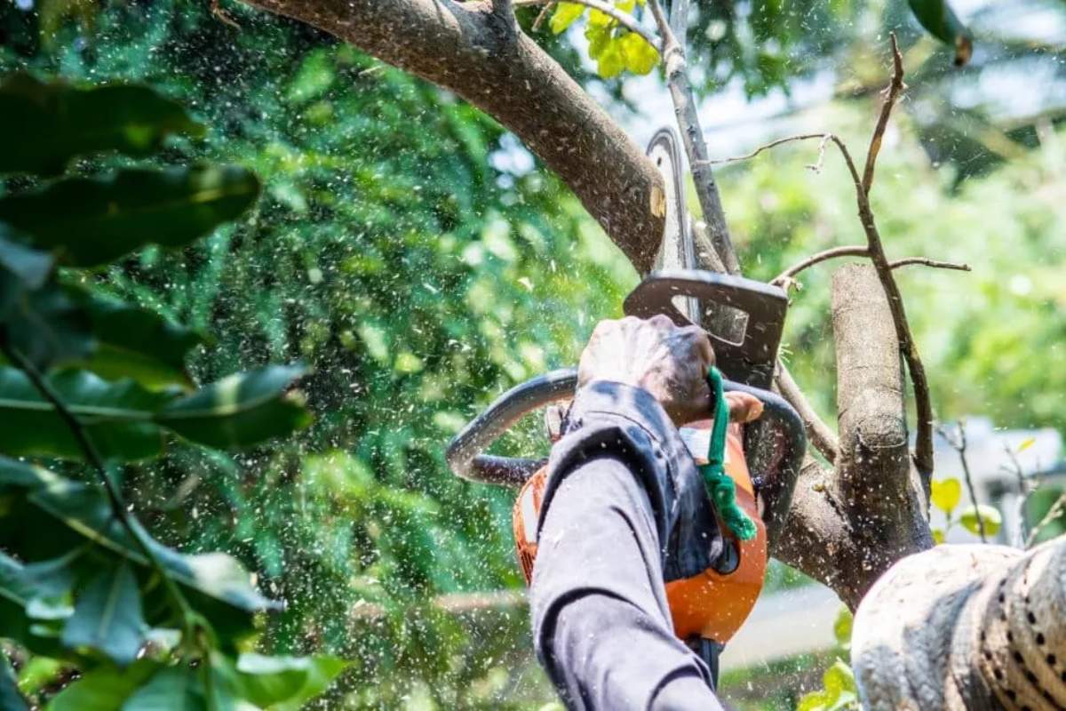 Trimming Services in San Francisco County, San Mateo County and Alameda County.